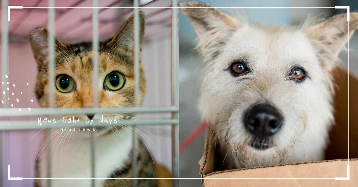 新北「犬貓回春雙響炮」方案上路！領養浪浪附全身健檢＆心絲蟲預防藥，無痛升級毛主人 新北市、動物之家、動保處、浪浪、狗、貓、領養、犬貓回春雙響