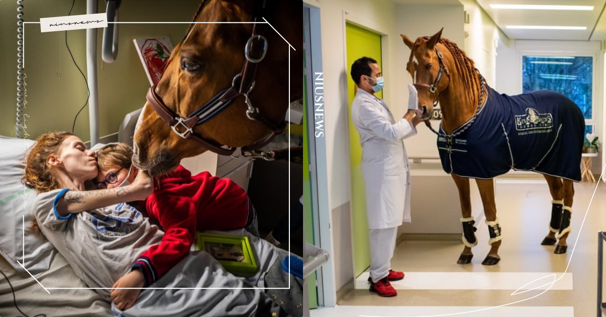 來自法國的馬醫生Peyo！陪伴上千位臨終病人直到生命最後一刻，溫柔眼神暖哭網友！ 療癒、法國、寵物趣聞、馬醫生、癌症病患、馬、醫療、動物、醫院