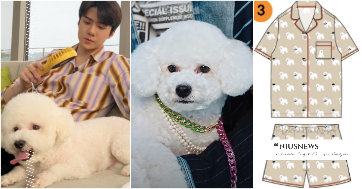 太妍愛犬ZERO搶爆後，SPAO×世勳「比熊ViVi」聯名來啦！超萌睡衣韓妞暴動 SPAO聯名、比熊ViVi、太妍ZERO、韓星寵物、世勳寵物、韓國服飾品牌推薦