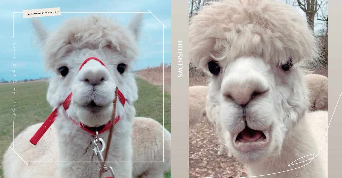 呆萌網美草泥馬一秒崩壞！歪嘴吐舌+鳥窩頭還擺出「蛤？」的表情，完全是自體表情包 寵物趣聞、獵奇動物、草泥馬、動物、農場、德國、可愛、逗趣、搞笑