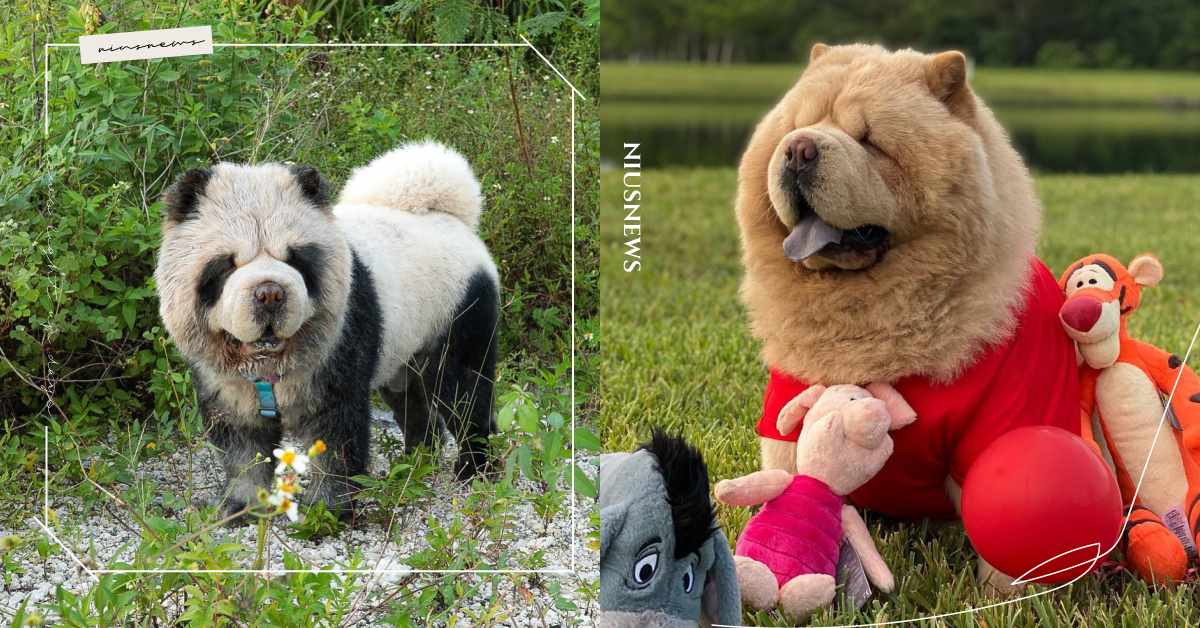 撞臉小熊維尼！「鬆獅犬」浮誇造型搭上迷人電眼，輕鬆成為「全街上最靚的仔」 寵物趣聞、網汪、網狗、狗、寵物