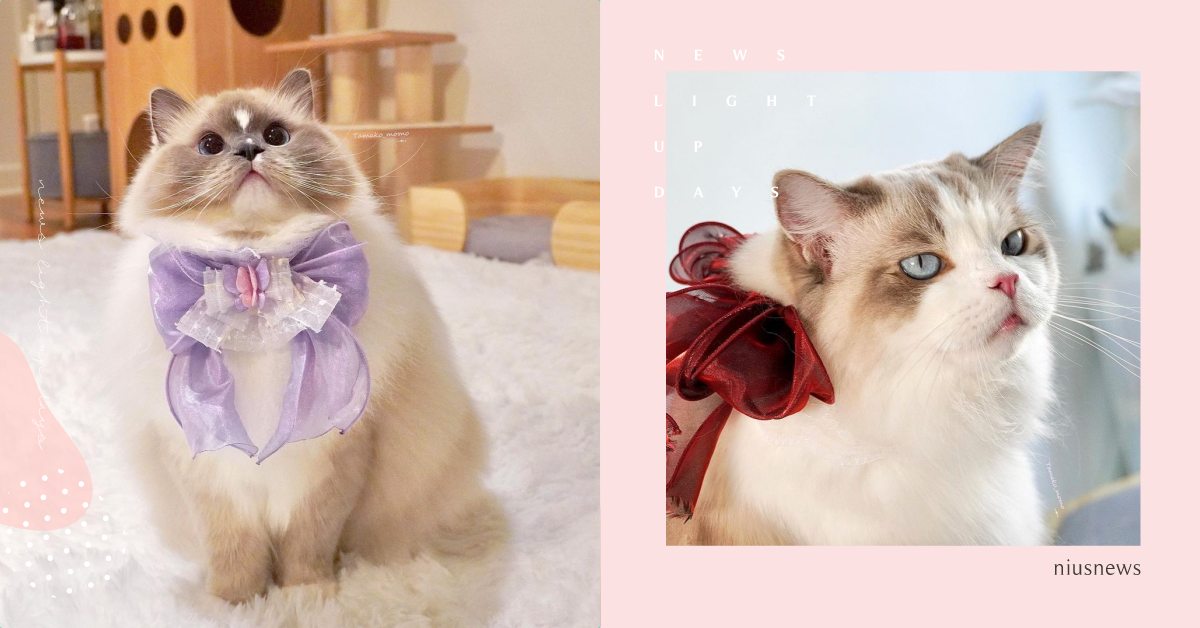超像娃娃的布偶貓！毛澎澎、眼神又充滿仙氣，網友：把自己包成禮物是要送給我嗎？ 寵物、貓咪、貓奴、鏟屎官、網喵、布偶貓、貓咪飼養技巧、可愛貓咪
