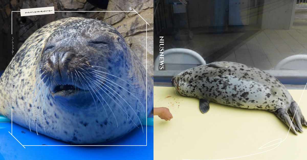 日本水族館驚傳「命案」？小海豹倒臥在地嘴邊血跡斑斑，官方回應：這是日常！ 可愛寵物、日本、水族館、島根縣、小海豹、海豹、逗趣、可愛