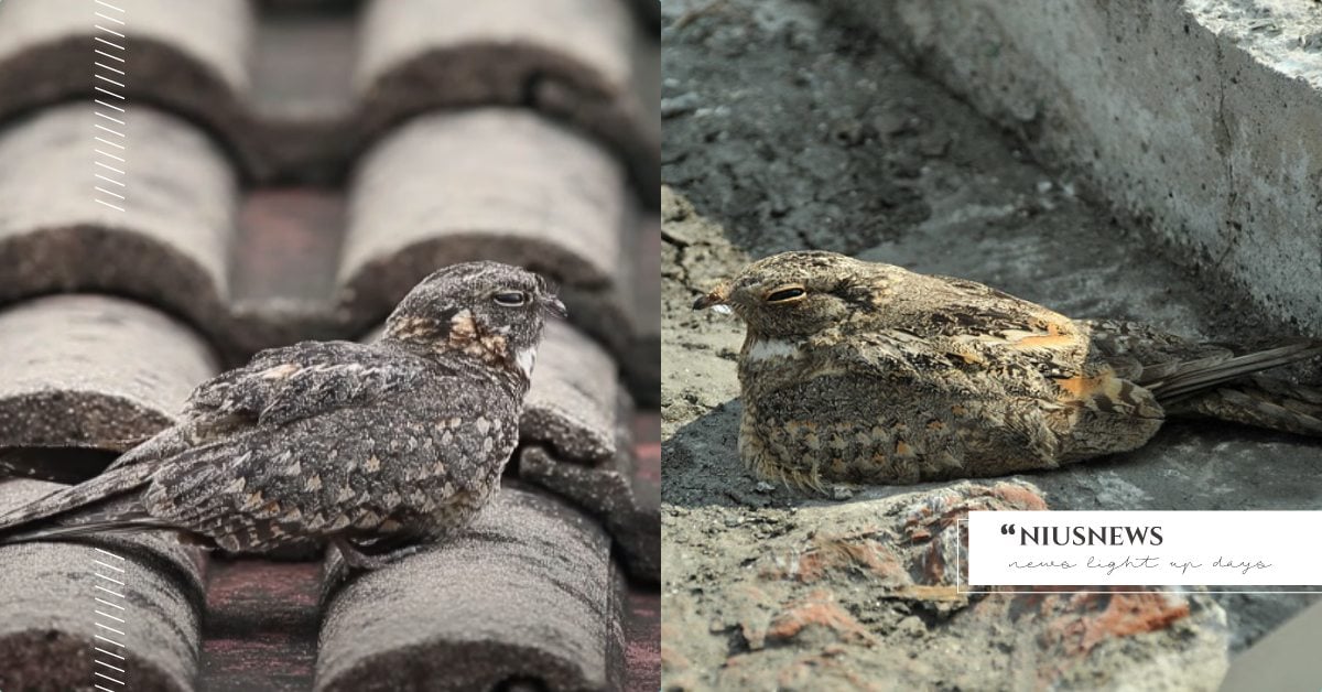 整個晚上睡不著！夜鷹三更半夜90分貝「追追叫」，專家：牠專吃大型昆蟲勿衝動攻擊！ 動物新聞、動物知識、社團法人高雄市野鳥學會、保育類動物、夜鷹