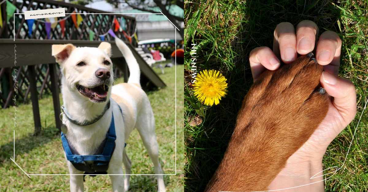 鏟屎官請注意！「寵物公園」須符合5項標準才算合格，動督盟統計：全台僅14處通過 寵物、寵物出去玩、寵物友善、寵物公園、動物保護行政監督聯盟