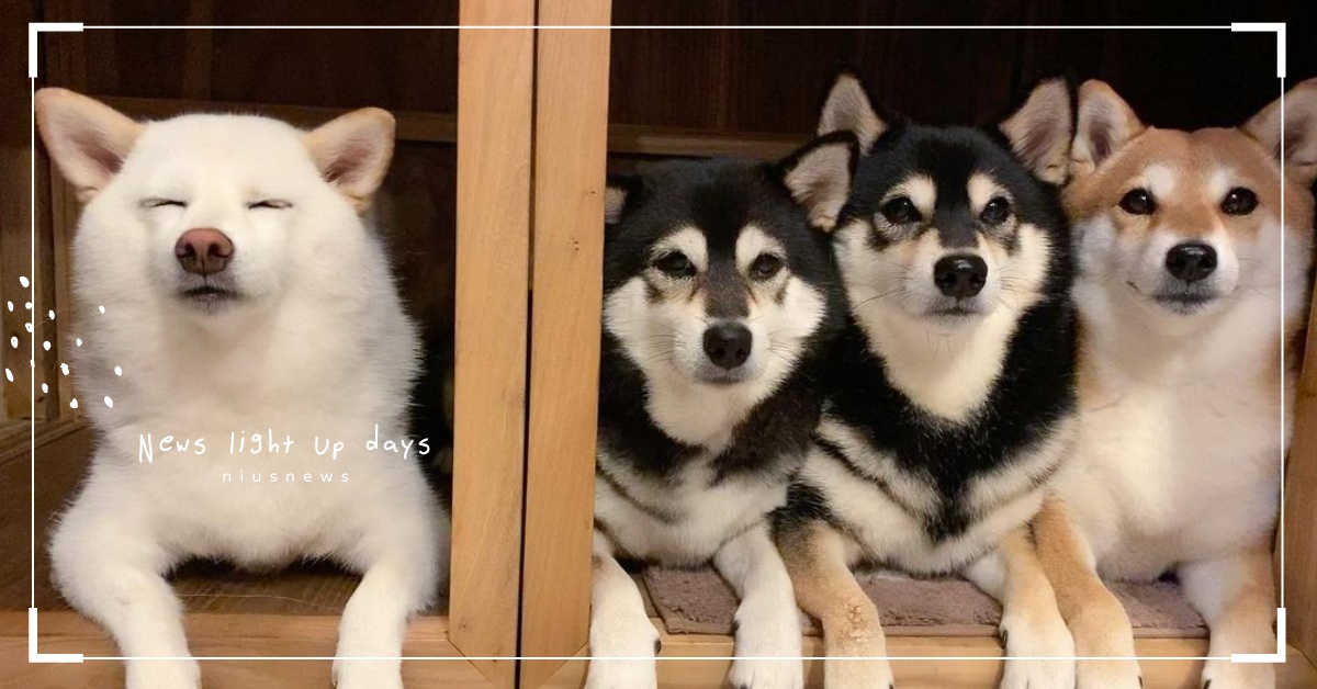 就你不合群！團體照「豬隊友」白柴Hina，齜牙裂嘴＋閉眼竟成團內「流量擔當」? 可愛寵物、獵奇、拍照、攝影、全家福照、柴犬、柴柴、姿勢、動作、表情、網紅、網紅汪