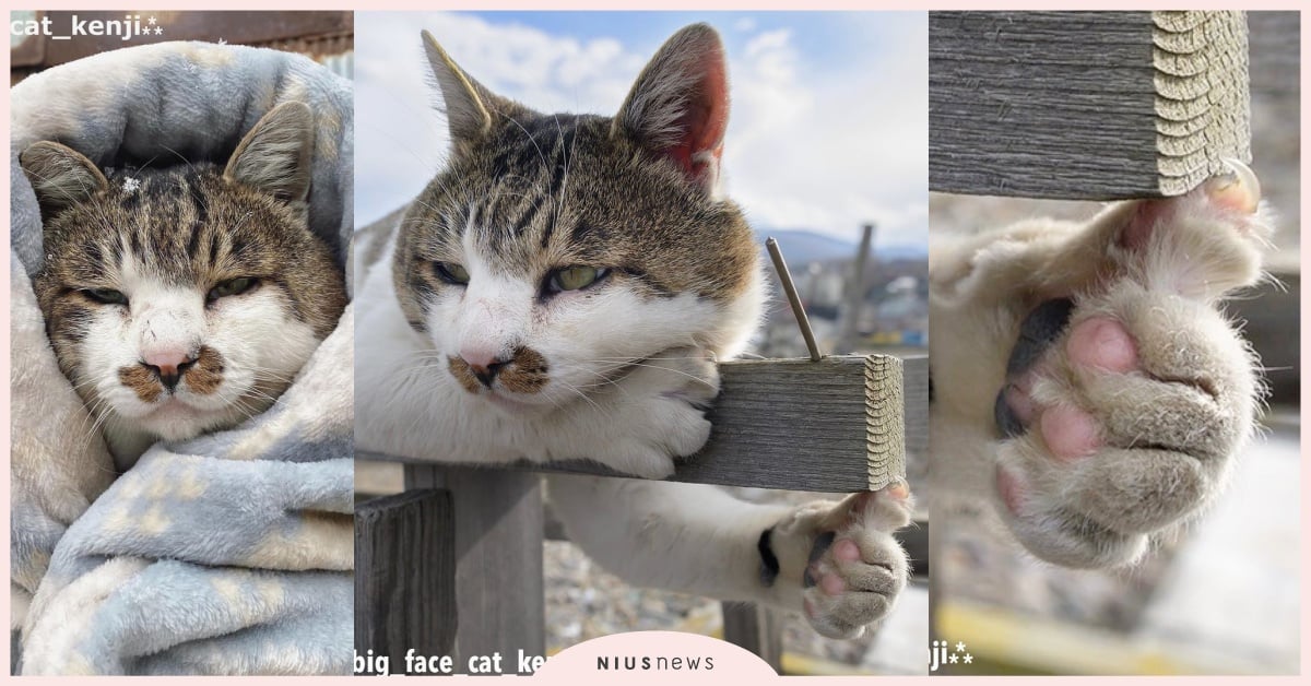 北海道厭世貓貓「手比讚」爆紅，冷漠表情＋肥肚肚超圈粉，網：根本是每天上班的我！ 可愛動物、日本、北海道、漁港、貓咪、貓、貓大人、喵大人、浪貓、寵物、動物、可愛