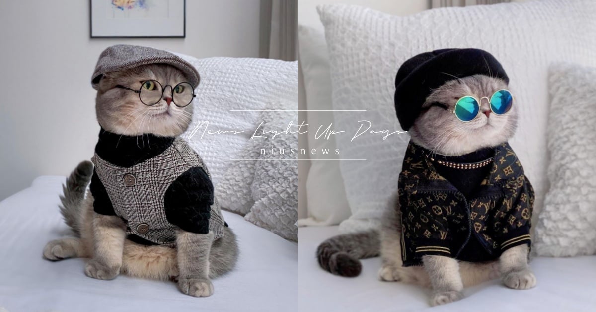 貓比人還懂穿！網紅貓Benson天天上演時裝秀，穿搭單品網暴動求連結：我主子也要 可愛動物、貓咪、網喵、鏟屎官、ootd、穿搭、穿衣風格、風格、運動休閒、居家、日常、英倫、帥氣、儀式感、混搭時尚