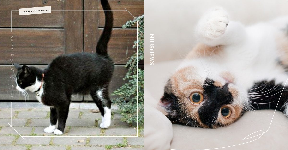 貓貓「噴尿」怎麼辦？寵物行為諮商師的3個解決法寶，貓抓板真的非常重要！ 可愛寵物、寵物教養、寵物照顧、寵物行為、寵物行為諮商師、貓咪噴尿、貓咪習慣