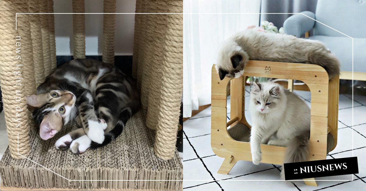 貓抓板怎麼挑？寵物行為諮商師5大購買技巧，原來出入口不能只有一個！ 可愛寵物、寵物教養、寵物照顧、寵物行為、寵物行為諮商師