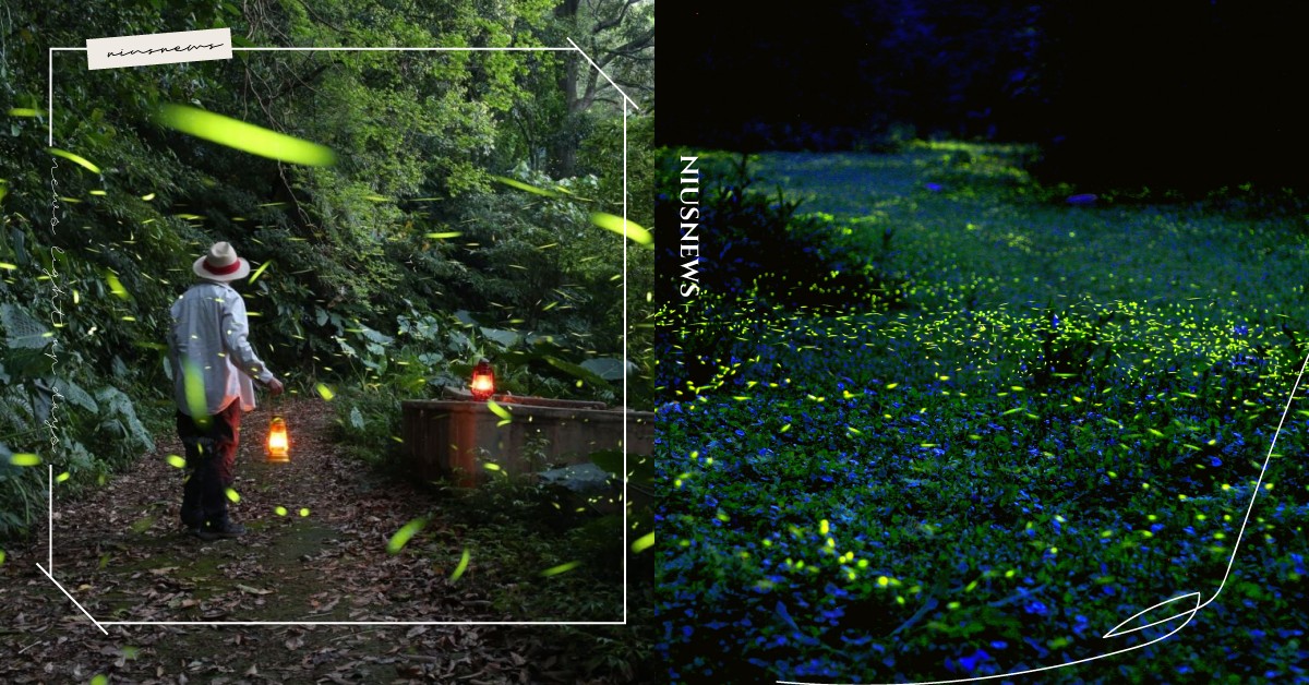 盤點全台14個賞螢景點！2021螢火蟲季開跑，漫天飛舞的夢幻景色城市周邊就看得到 螢火蟲、賞螢、火金姑、2021、螢火蟲季