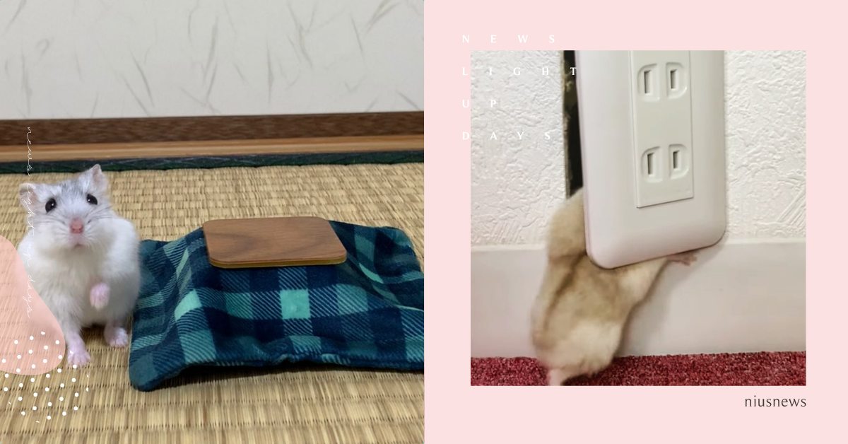 倉鼠的秘密基地！圓滾滾小短手打開房間帶逛Room Tour，單人床竟在插座裡面！ 寵物趣聞、可愛寵物、倉鼠、毛小孩真心話、黃金鼠