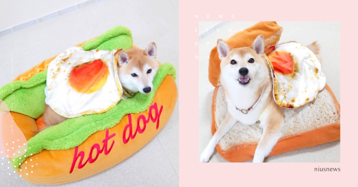 貨真價實的「熱狗」？柴柴燦笑亂入泡麵、三明治成「主食」，網萌翻：好想咬一口 可愛動物、寵物、毛小孩、寵物選品、柴柴、柴犬、狗窩、美食、炸蝦、荷包蛋、吐司、狗肉、泡麵、熱狗