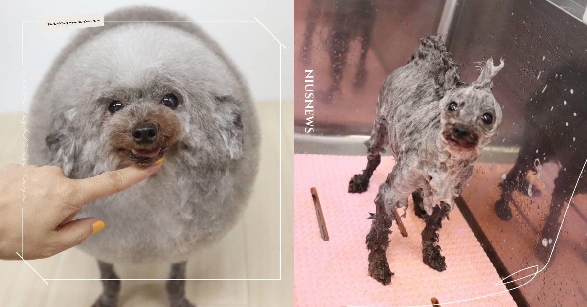 灰色「貴賓狗」化身圓滾滾「海豹」！其實改造背後有感人原因，網友：聽完好想哭 可愛動物、狗狗、汪大人、寵物、毛小孩、鏟屎官、貴賓狗、海豹、感人、故事、原因