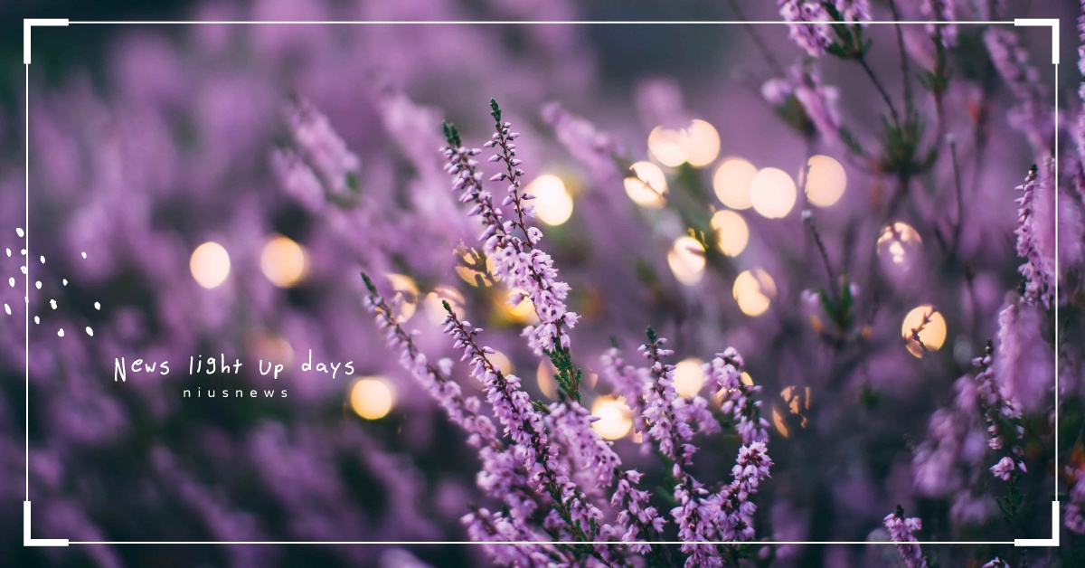 薰衣草英文怎麼說？產地不只普羅旺斯？春季賞花相關英文筆記起來 春季賞花、賞花英文、薰衣草、向日葵、鬱金香、蘭花