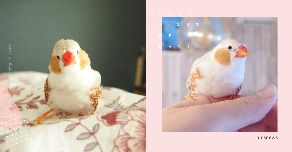 你今天有化妝嗎？日本自帶腮紅「珍珠鳥」萌到融化，嬌小身軀可以一手捧起！ 日本、珍珠鳥、寵物鳥、腮紅鳥、胭脂鳥、錦華鳥、斑胸草雀、金山珍珠、動物園、動物知識、可愛寵物、寵物趣聞