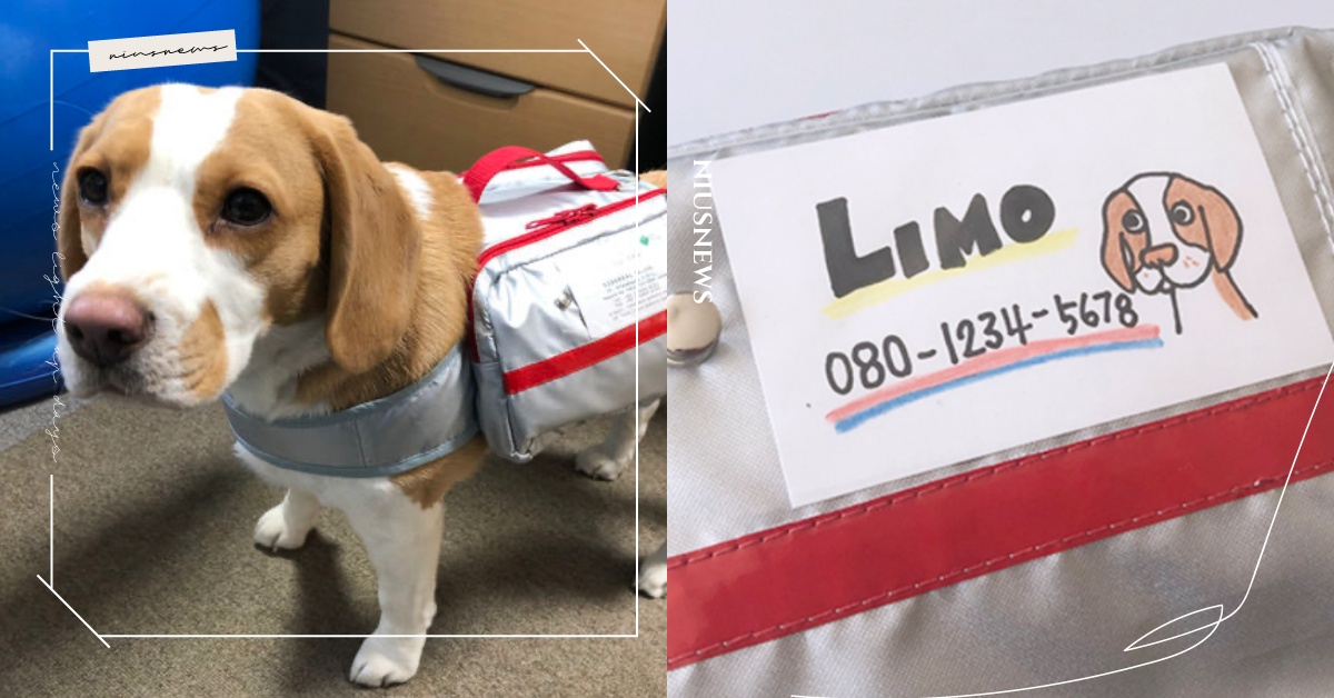 狗狗也有地震救難包！平常訓練「進籠子」，就能在天搖地動時拯救毛小孩！ 可愛動物、毛小孩、鏟屎官、動物、寵物、狗狗、汪星人、汪大人、地震、地震救難包、救難包、事前準備