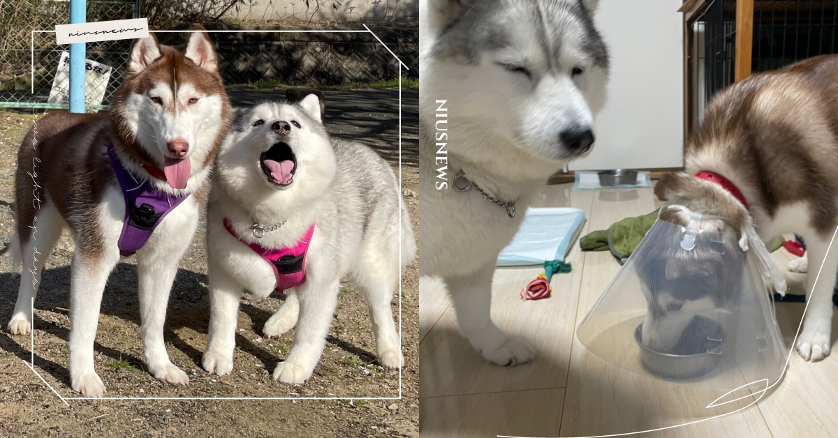 防「偷吃」裝置自己設？哈士奇術後戴頭套兼護食，姐姐眼神表示：媽，能不能管一下！ 可愛動物、毛小孩、鏟屎官、動物、寵物、狗狗、汪星人、汪大人、哈士奇、二哈、防盜裝置、娃娃臉