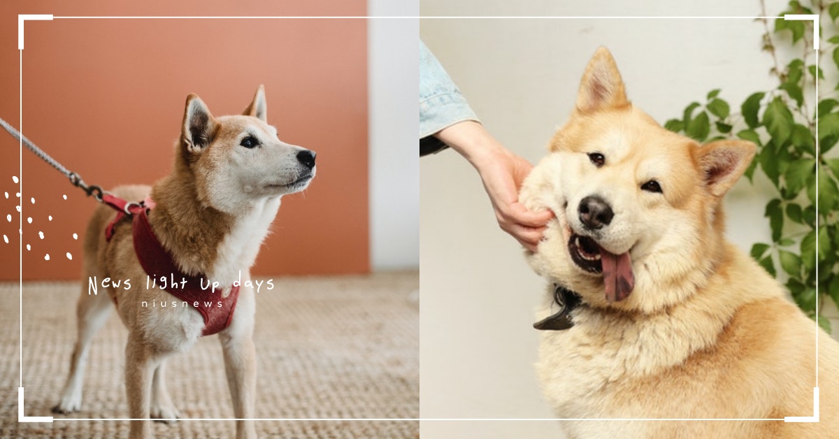 3招替毛小孩提前預防PM2.5！幫狗狗取「3個名字」，竟能即時測出聽力問題？ 可愛動物、寵物知識、寵物行為、毛小孩、鏟屎官、動物、寵物、狗狗、汪星人、汪大人、空汙、PM2.5、方法