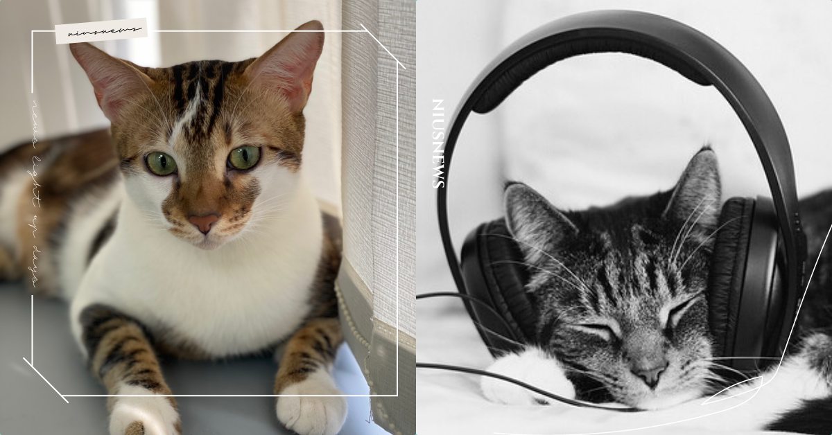 貓咪都是順風耳！聽力是鏟屎官的5倍，太吵雜的環境將導致貓貓神經質、瘋狂搗亂！ 可愛寵物、寵物健康、寵物知識、寵物症狀、寵物行為、噪音、聽力、貓咪、鏟屎官