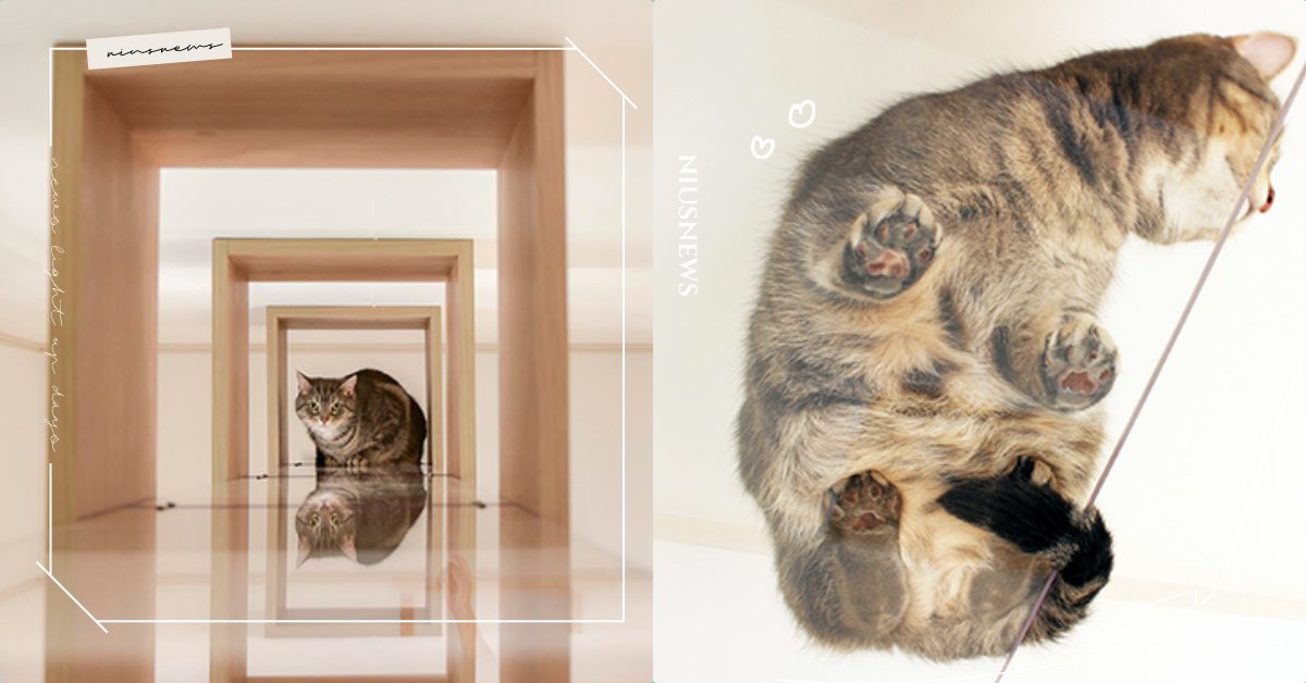 貓奴裝潢請參考！日本「貓咪公寓」10大亮點超萌開箱，透明天橋可以看到肉球好療癒！ 可愛寵物、寵物趣聞、日本貓咪、貓咪公寓、寵物照顧、寵物旅館、貓咪飼養、寵物友善、寵物居家