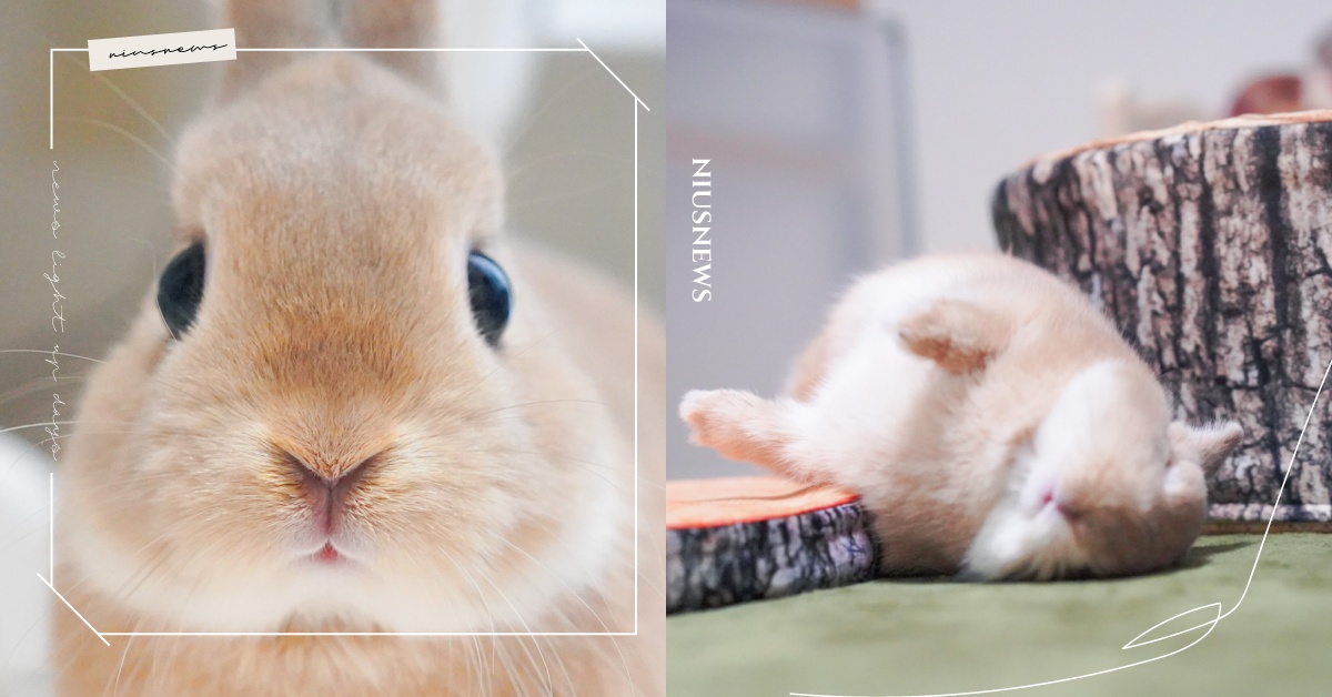 以為是車禍現場？日本迷你兔睡到「翻車」，網友笑問：需要幫忙扶起來嗎？ 可愛動物、寵物趣聞、毛小孩、鏟屎官、動物、寵物、迷你兔、兔子、日本、迷你動物