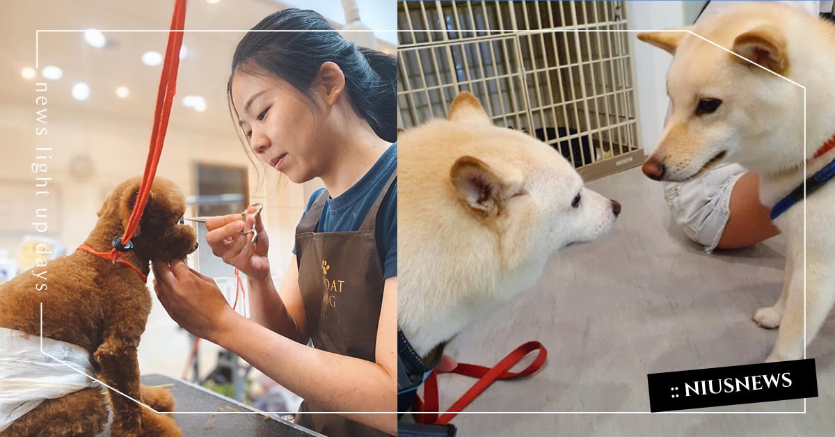 全台20間「4星寵物美容」推薦！媲美spa的高級服務，玫瑰泥讓毛主人都想試一波！ 寵物美容、毛小孩、寵物、狗、貓