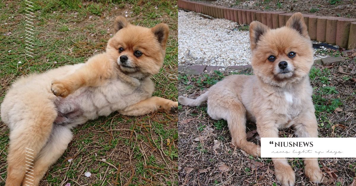 毛小孩世界也瘋健身！博美練出一身精壯「六塊腹肌」，網友驚呆：怎麼練的？ 可愛動物、寵物知識、寵物行為、毛小孩、鏟屎官、動物、寵物、狗狗、汪星人、汪大人、博美、腹肌、肚腩、健身