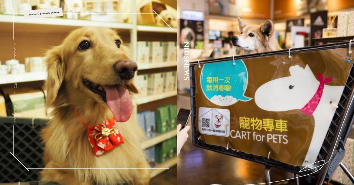 毛起來「瞎拼」！全台寵物友善商場及規定整理，Hola、京站還能租借「寵物推車」 可愛動物、寵物出去玩、毛小孩、鏟屎官、動物