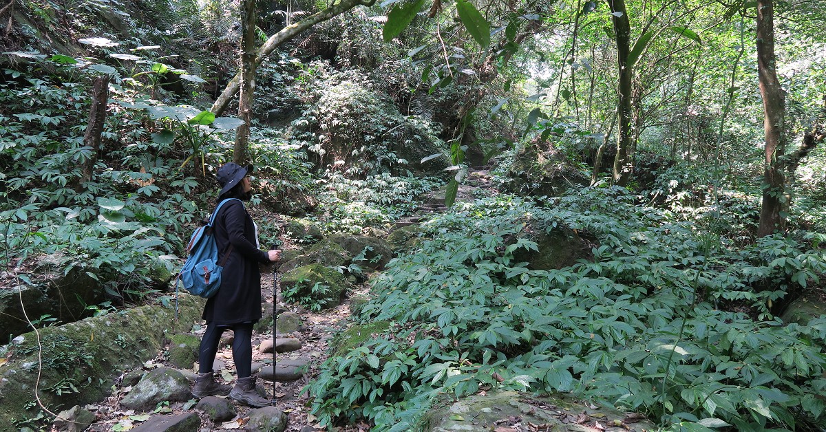 苗栗獅潭｜南隘勇、綠色、延平、鳴鳳古道交通路線攻略景點 苗栗獅潭賞桐景點、台灣十大古道、鳴鳳古道、南隘勇古道、綠色古道、延平古道、苗栗獅潭步道、苗栗獅潭一日遊