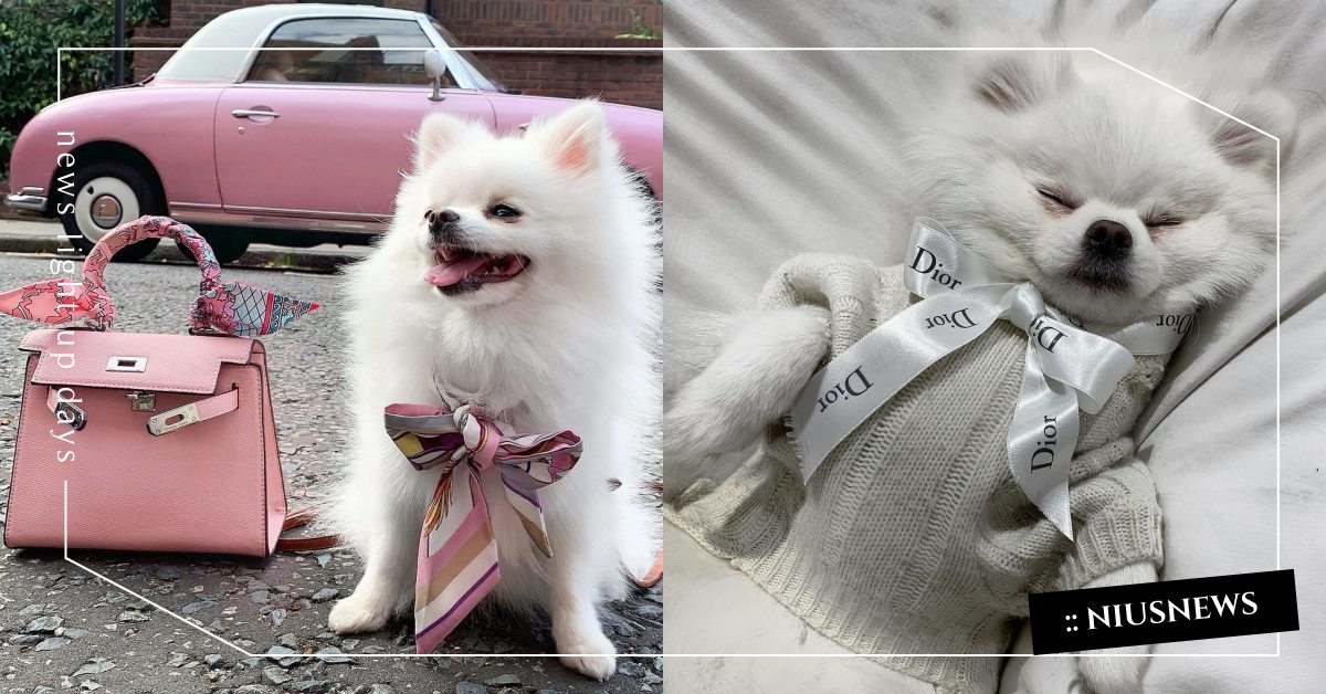 身家上百萬？英國超萌「博美犬」繫上愛馬仕絲巾、坐騎是布加迪上億跑車！ 可愛寵物、寵物趣聞、英國萌犬、網犬資訊、愛馬仕、勞斯萊斯、法拉利、百萬名犬