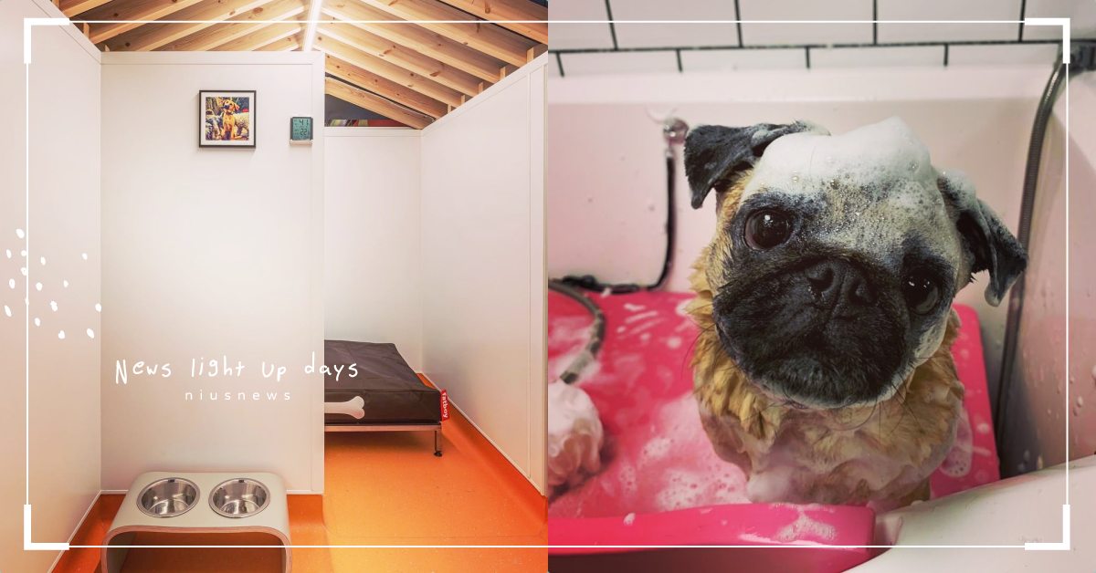 全球第一間五星級狗狗酒店！從水療養生到健身課程一手包辦，一晚兩千台幣真的超奢華！ 可愛寵物、寵物趣聞、寵物照顧、寵物飯店、狗狗酒店、社交訓練、水療、芳療