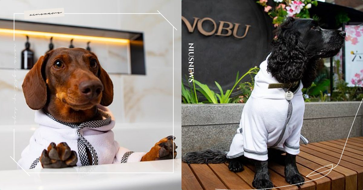 寵物友善飯店準備「狗狗專屬浴袍」！英國寢具品牌推客製化，連帽排扣設計讓狗奴超想買 寵物友善、狗狗飯店、友善飯店、浴袍、狗奴、寵物、可愛寵物、寵物照顧