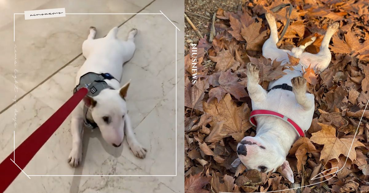 懶癌天天發作！「牛頭㹴」大媽行徑到哪都能坐，害主人從逛街變成商場拖地人員？ 可愛動物、毛小孩、鏟屎官、動物、寵物、逗趣、牛頭㹴、狗狗、汪星人、搞笑