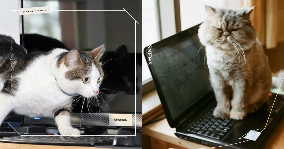 總是亂按一堆符號？「貓咪霸佔鍵盤」的3大主因，專家：根本不是要吸引你的注意！ 可愛寵物、寵物知識、寵物行為、英國科學期刊、貓咪愛趴電腦、貓奴、鏟屎官