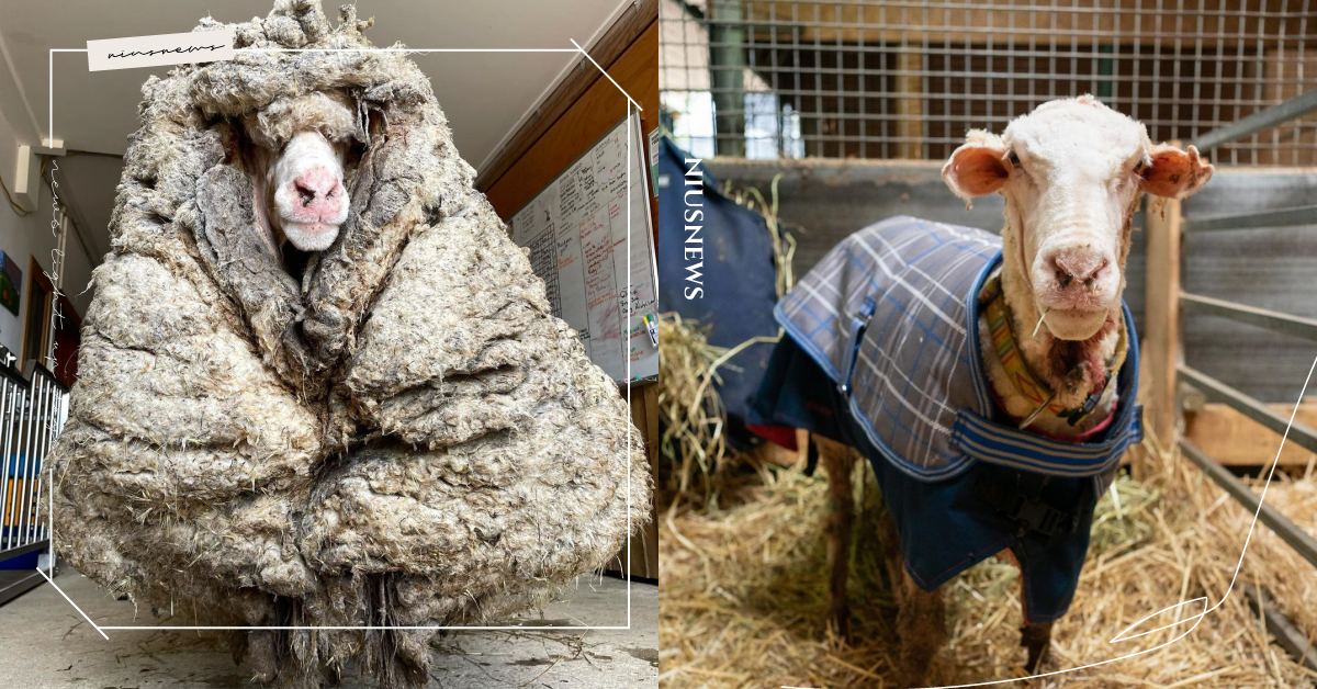 野生羊背負35公斤毛流浪！獲救後進行「大改造」，過程中驚人變化傳遍全球！ 可愛動物、動物新聞、寵物、毛小孩、動物、澳洲、非營利組織、動物救援、救援、羊、野生