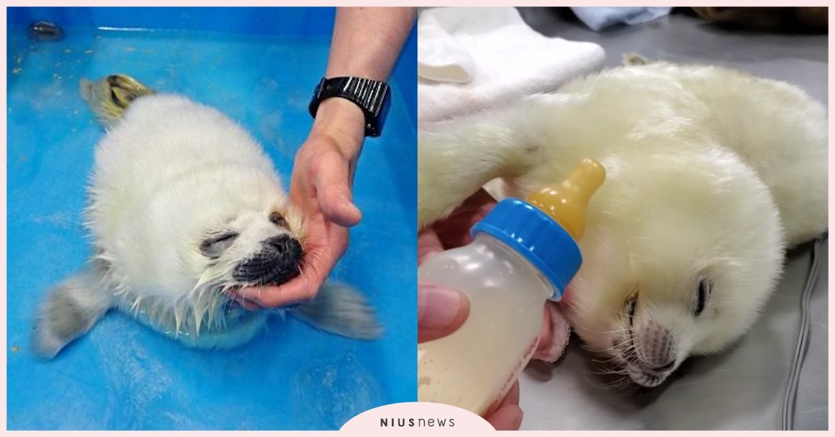 小海豹被水嗆到好心疼！大阪海遊館公開21天成長紀錄，網友直呼：好想給牠秀秀！ 動物園、可愛寵物、大阪水族館、海生館、小海豹、成長記錄、寵物趣聞