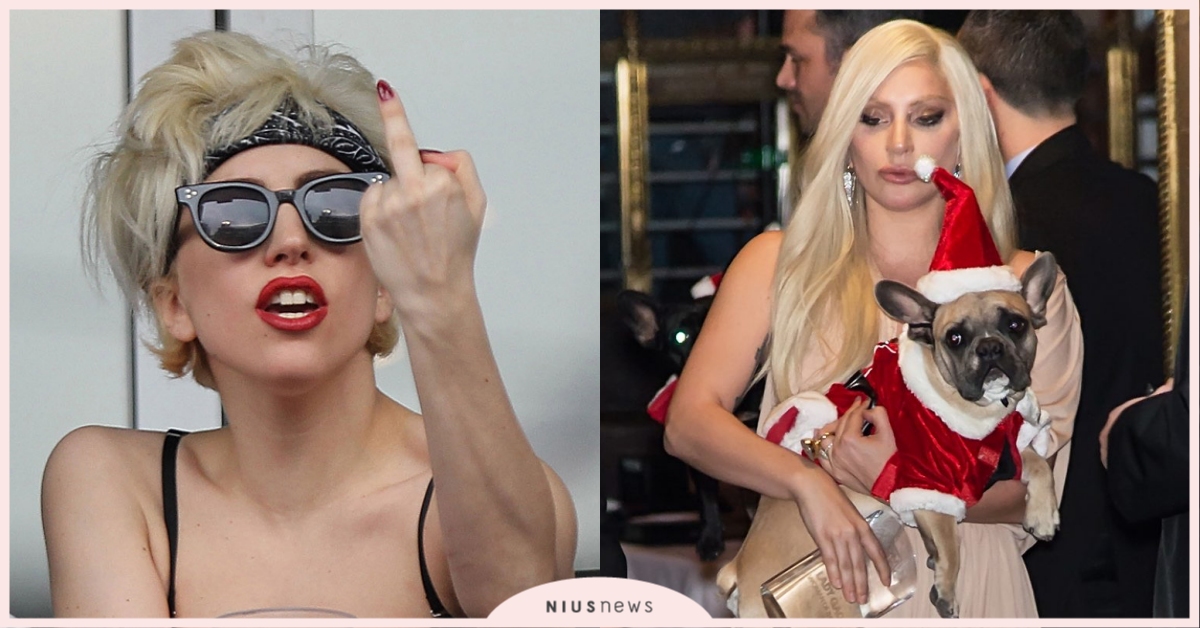 小套房變牢房！幸運女撿「女神卡卡愛犬」獲千萬賞金，2個月後大逆轉竟是「擄狗同夥」 女神卡卡、擄狗勒贖、Ladygaga、女神卡卡愛犬、女神卡卡愛犬被綁