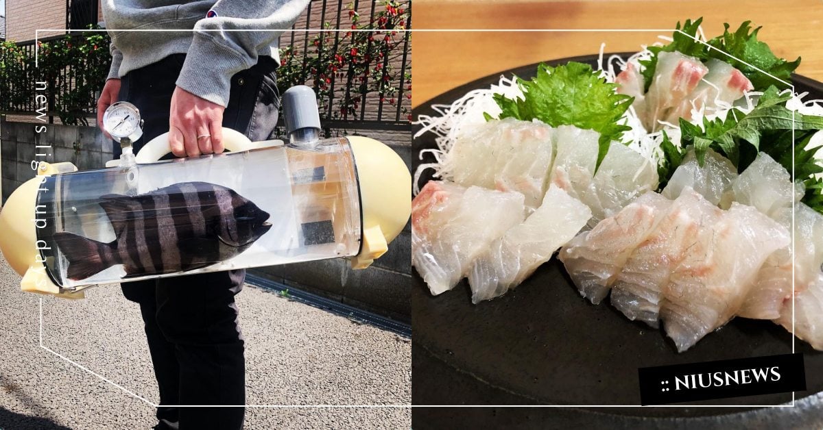 遛魚景象超獵奇！日本研發「活魚攜帶壺」，主打帶回家再處理的生魚片會更新鮮！ 寵物、遛魚、獵奇、奇景、生魚片、日本、創意發明、動物園、活魚攜帶壺