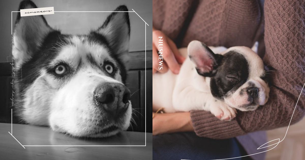 夏天中午別出門散步啦！「短吻犬」難散熱容易中暑、休克，寵物CPR學起來備用！ 可愛動物、寵物照顧、寵物健康、寵物、動物