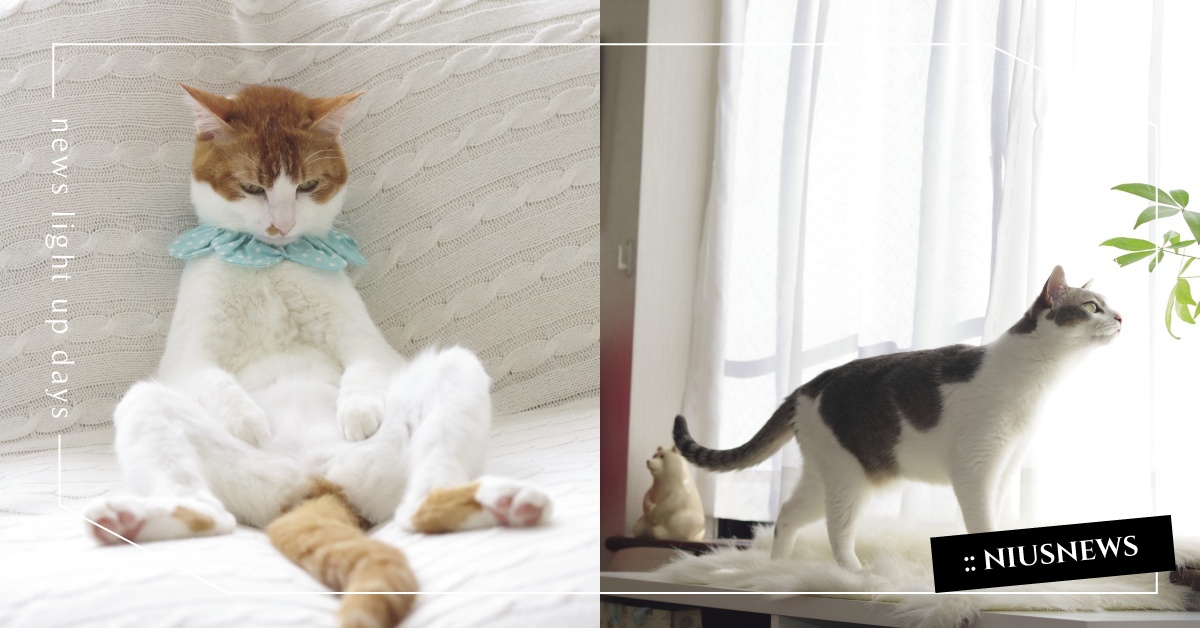 別畏懼失敗！將過往失敗視為創傷，或是當成下一次的借鏡？ 人際關係、心靈成長、抗壓性、寵物、讀讀書