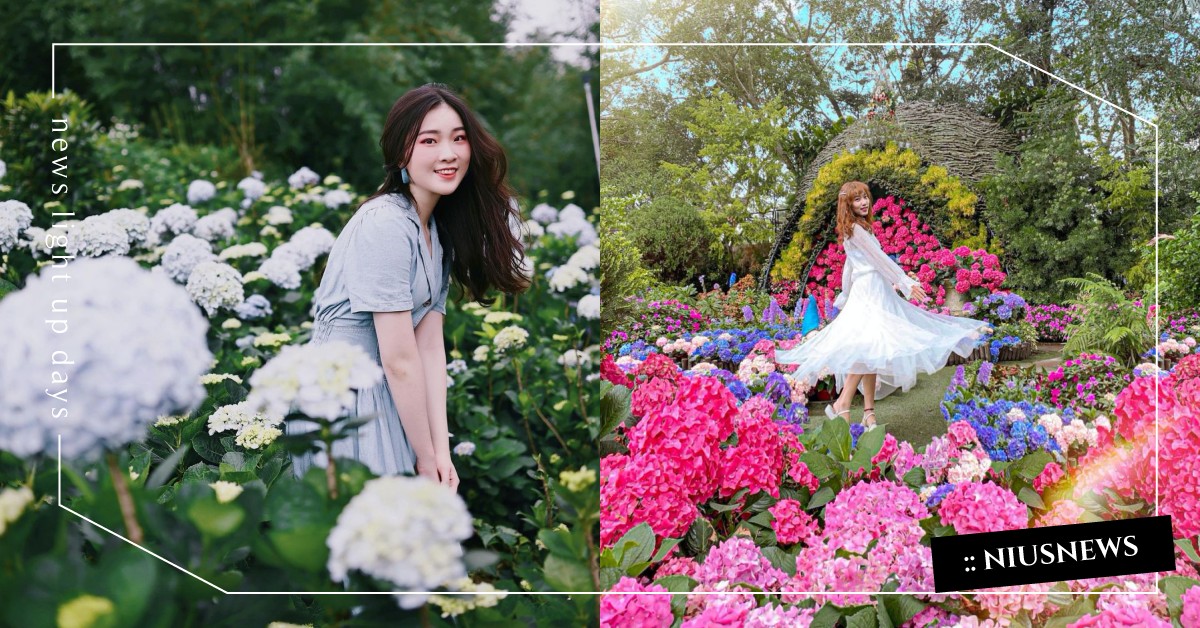 不能出門那就線上賞花！「竹子湖繡球花田」農友每日分享當日花況，還能外送把花訂回家 繡球花、花田、竹子湖繡球花田、陽明山、高家繡球花田、大安森林公園、薰衣草森林、2021桃園繡球花季、明池國家森林遊樂區、花露農場