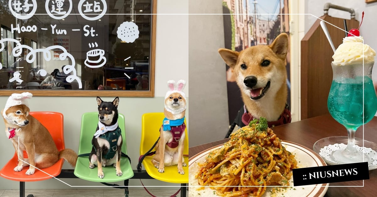 台北23間「寵物友善餐廳」分區推薦！夢幻玻璃屋拍到手痠，跟毛小孩共度午餐太溫馨！ 大稻埕寵物友善餐廳、信義區寵物友善餐廳、可愛寵物、寵物出去玩、寵物友善、寵物友善餐廳、大安區寵物友善餐廳、寵物餐、狗狗餐