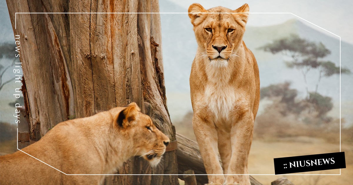 非洲草原母獅群自建社區托兒所！萬獸之王公獅子竟然是豬隊友？ 媽媽妞、親子妞、非洲動物、母系社會、母獅子、豬隊友、媽媽聊聊