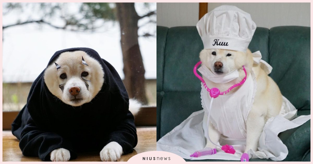 想捏一把嘴邊肉！日本超Ｑ白柴模仿「無臉男」唯妙唯肖，空洞眼神怎麼有點厭世！ 可愛、可愛寵物、寵物趣聞、柴犬、日本網犬、宮崎駿、Cosplay、無臉男、白柴