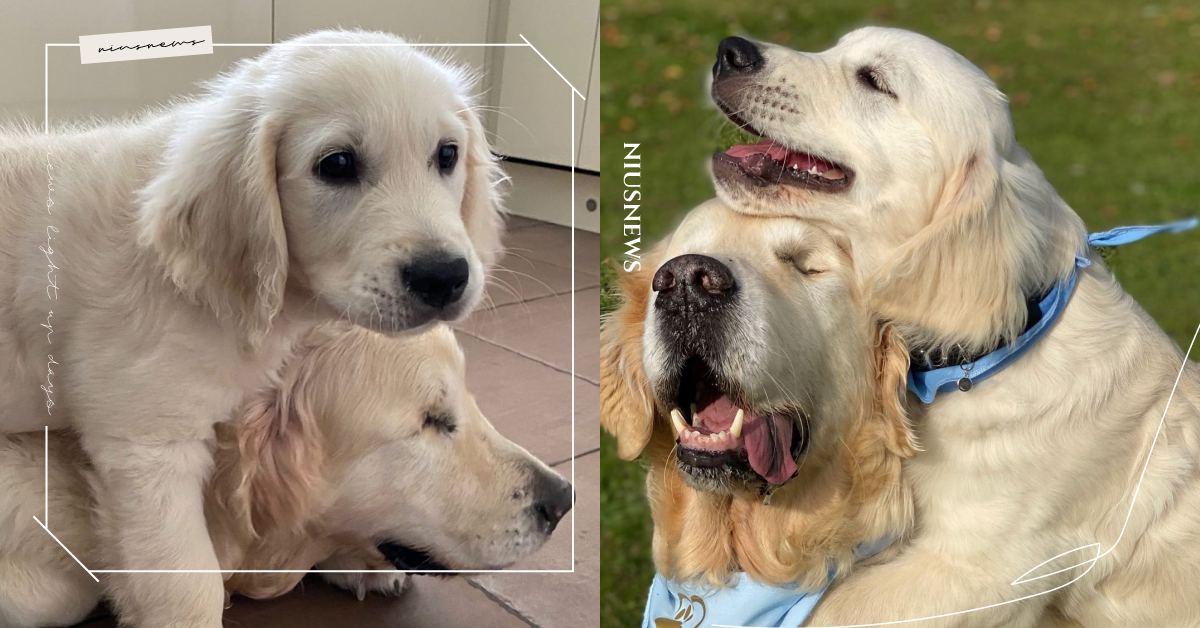 全世界最好的禮物！暖心鏟屎官為失明阿金領養「專屬導盲犬」，不離不棄情誼超動人！ 可愛寵物、寵物照顧、寵物健康、動物、毛小孩、狗狗、狗、汪星人、鏟屎官、黃金獵犬、阿金