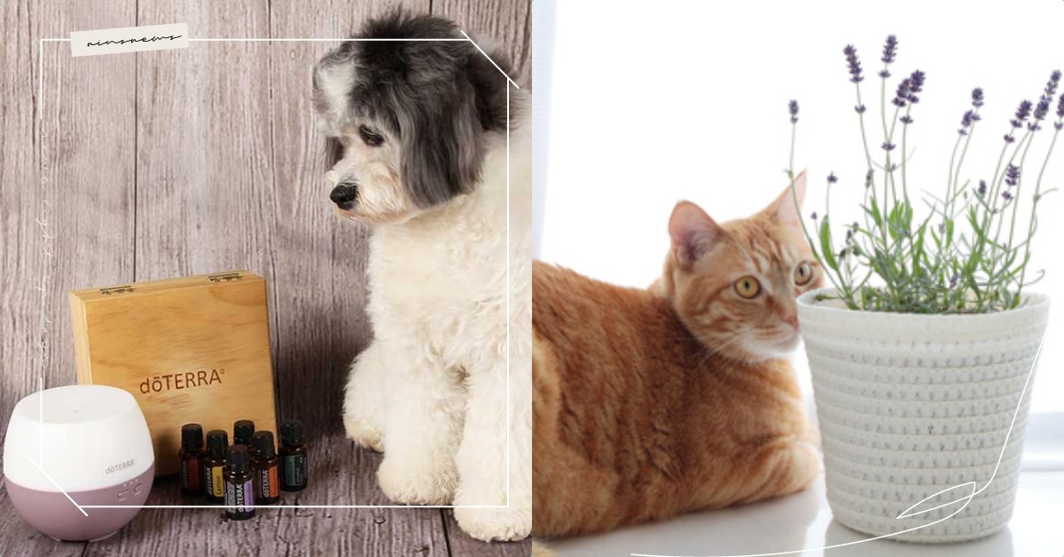 毛小孩精油怎麼用？9大症狀教飼主分辨寵物身體狀況，獸醫提醒：這5味道不能用！ 寵物精油、精油、擴香、寵物擴香、獸醫、毛小孩精油、加濕霧化器、寵物知識、寵物居家