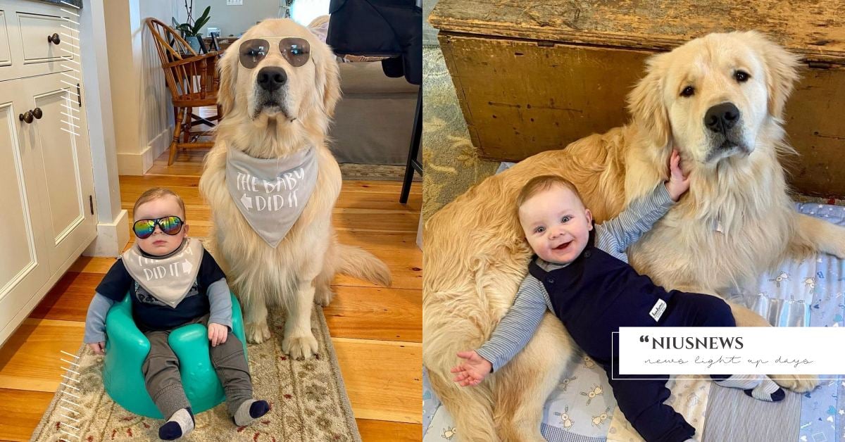 根本是「弟控」！唸故事書、當靠墊都無怨無悔，黃金獵犬成為專業「狗保姆」！ 可愛動物、寵物、毛小孩、狗狗、狗、汪星人、黃金獵犬、阿金、小孩、照顧