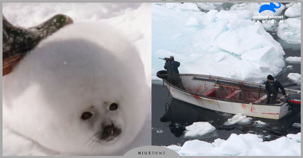 血跡斑斑的冰層！紀錄片《海豹悲歌》呈現殘暴屠殺過程，揭露加拿大長期以來的歷史悲劇 世界地球日、Discovery、一件好事救地球、動物星球頻道、可愛動物、動物新聞、動物、海豹、加拿大、捕殺、獵殺、紀錄片、海豹悲歌、國際愛護動物基金會
