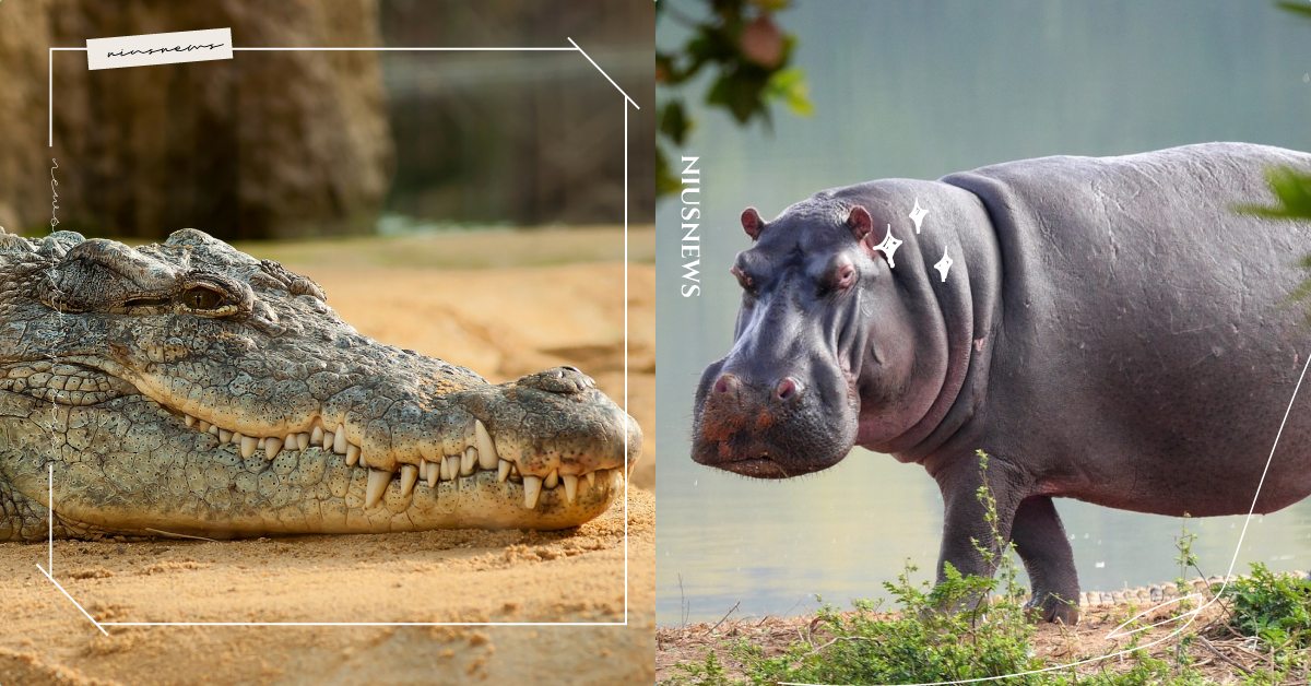 一水容得了二霸？《大河生存戰》紀錄兩大猛獸爭地盤，鱷魚：千萬不要招惹河馬寶寶！ Discovery、世界地球日、4/22、電視節目、一件好事救地球